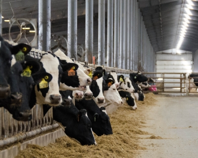 Cows inside a dairy farm