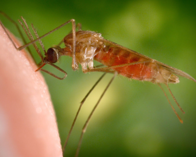 image of mosquito biting skin